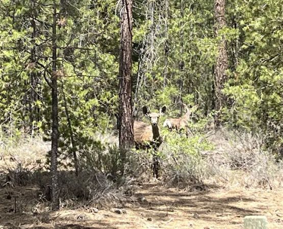 North Twin Lake Campground