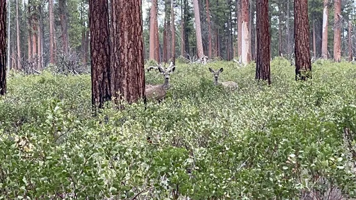 North Twin Lake Campground Picture 5