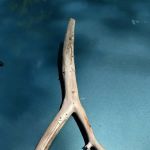 Box Canyon Horse Camp