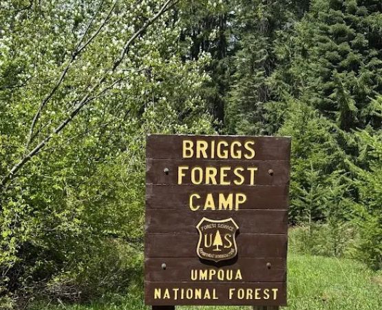 Briggs Forest Camp
