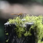 Wiley Flat Campground