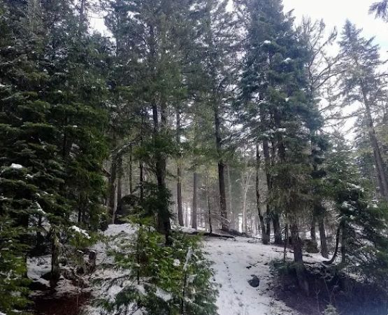 Deerlick Springs National Forest Campground