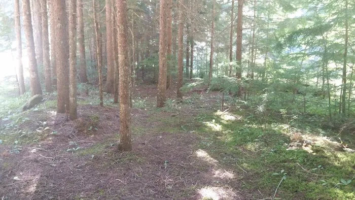Packsaddle Campground 4