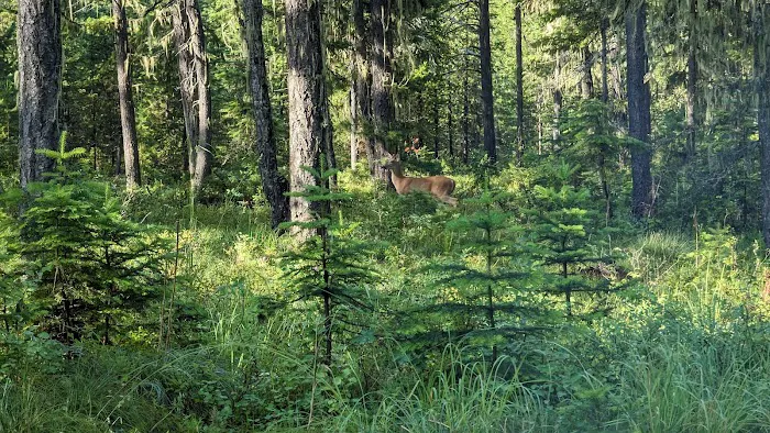 Jackpine Flats Campground 1