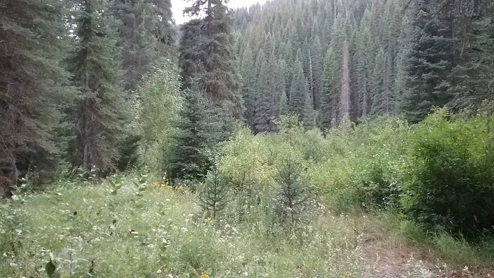 Spruce Tree Campground 3