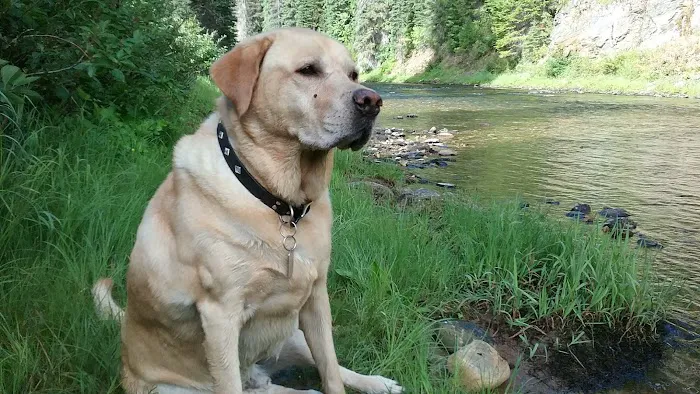 Spruce Tree Campground 1