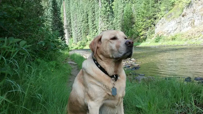 Spruce Tree Campground 5