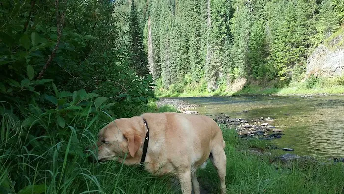 Spruce Tree Campground 4