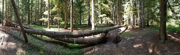 Sissons Campground 8