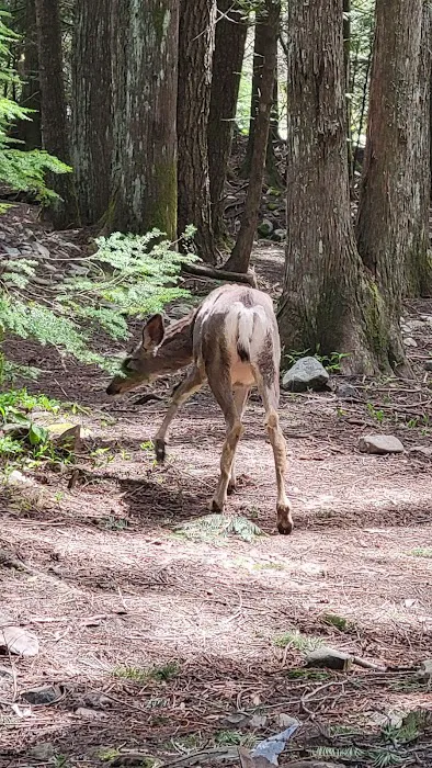 Huckleberry Campground 1