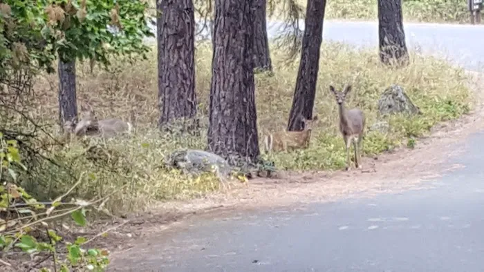 Whitetail Campground 0