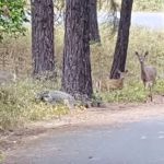 Whitetail Campground