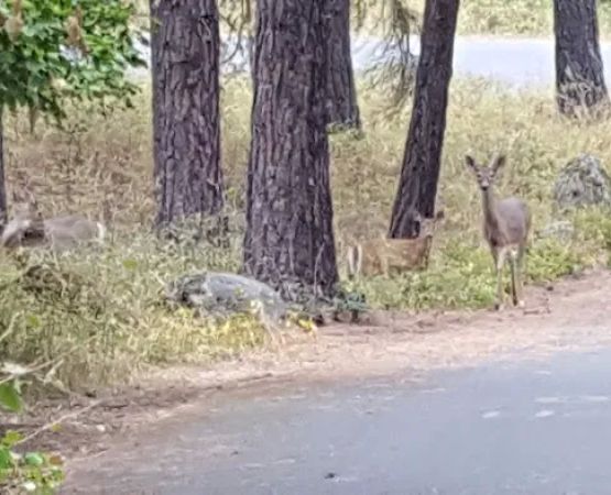 Whitetail Campground