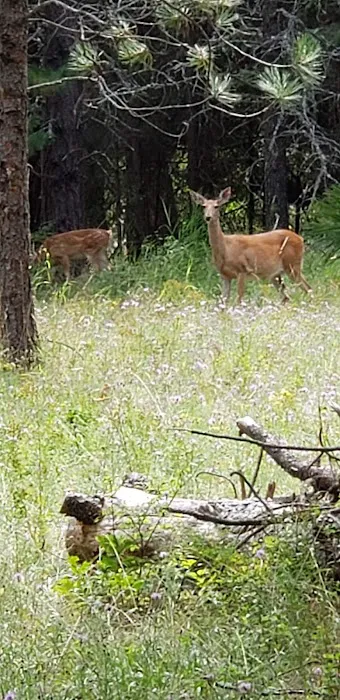 Whitetail Campground 1