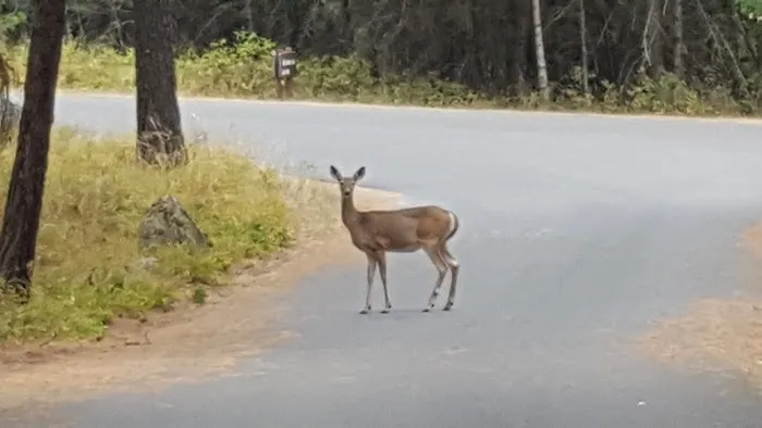Whitetail Campground 8
