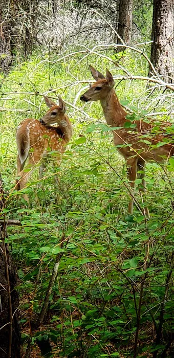 Whitetail Campground 4