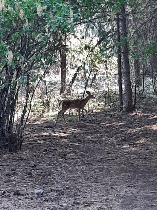 Whitetail Campground 5