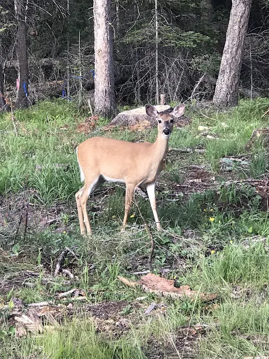 Big Larch Campground 8