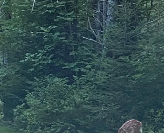 Porcupine Creek Rustic Camping