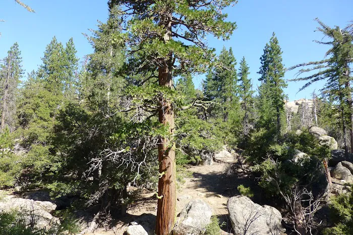 Mission Pine Spring Camp 0