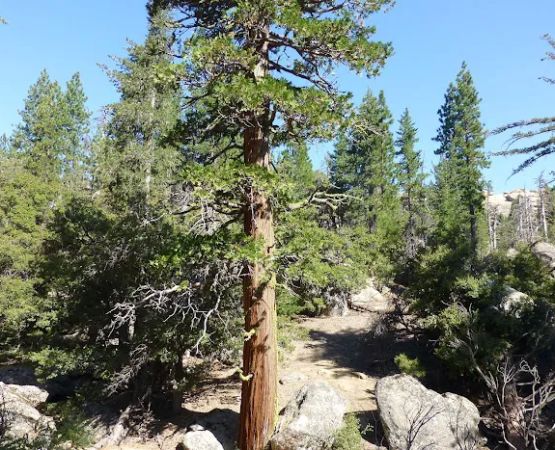 Mission Pine Spring Camp