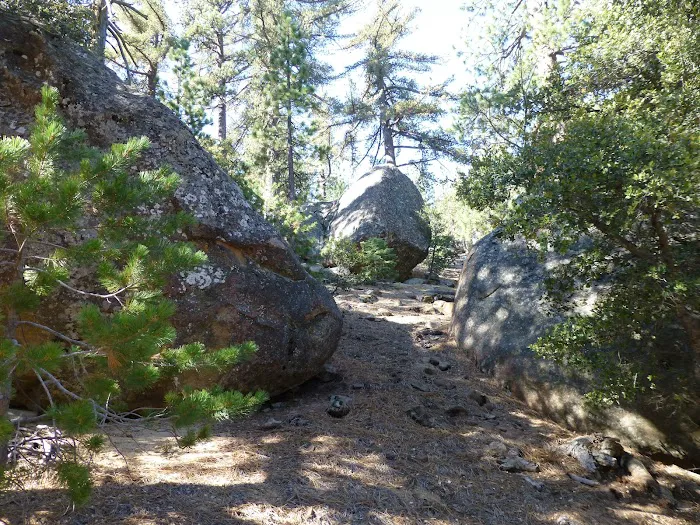 Mission Pine Spring Camp 3