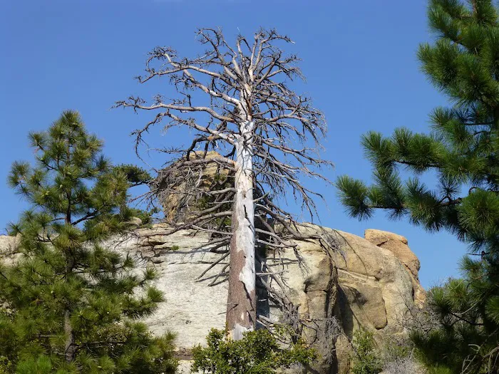 Mission Pine Spring Camp 2