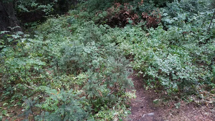 Dan's Campground 4