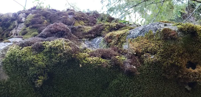Falls Creek Campground 8