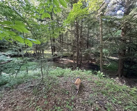 Boyers Pond Campground