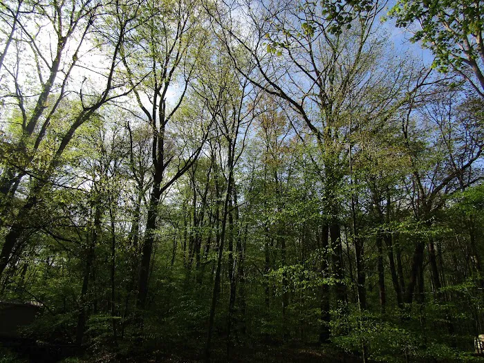Posey Corners Campground 5
