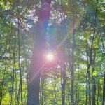 Forbes Motorized Campsite #5