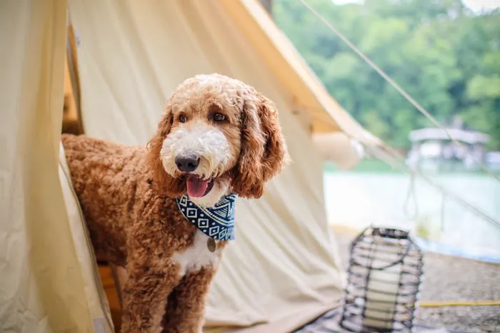 Timberline Glamping at Unicoi State Park 4