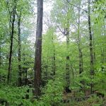 Alfheim Botanical LLC