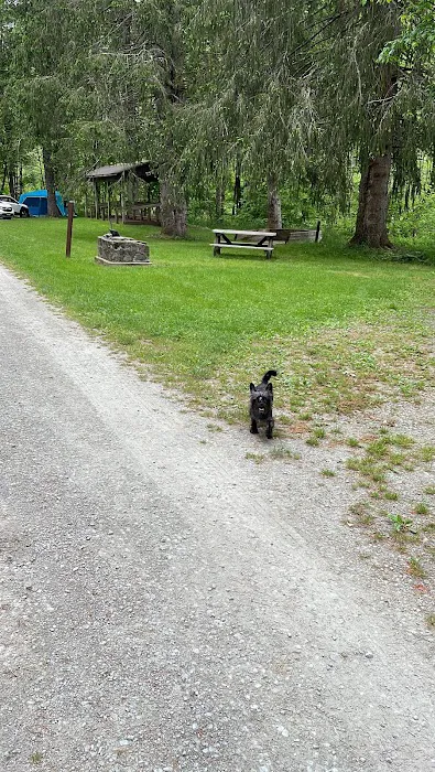 Bear Spring Mountain Campground 8