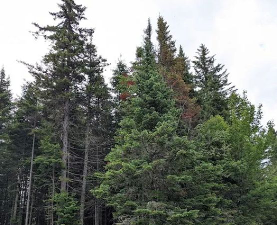 Deer Mountain Campground