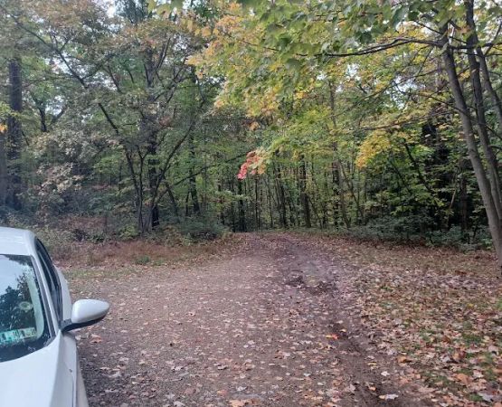 Campsite 81