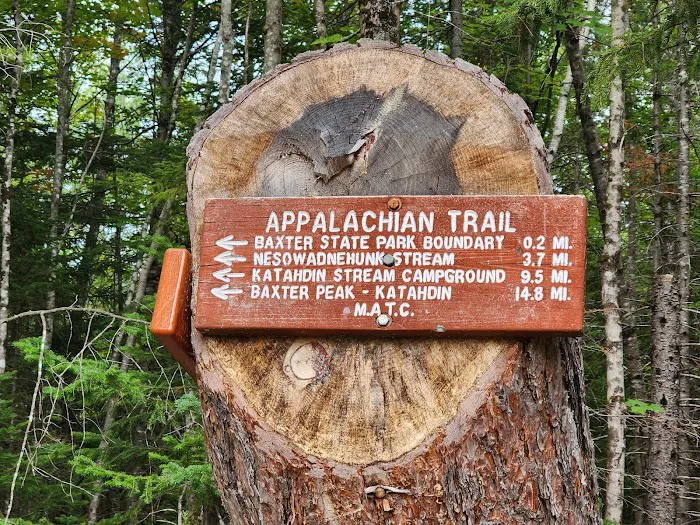 Abol Pines State Campsite 5