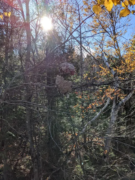 Roaring Brook Campground 8