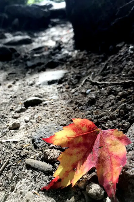 Chimney Pond Campground 5