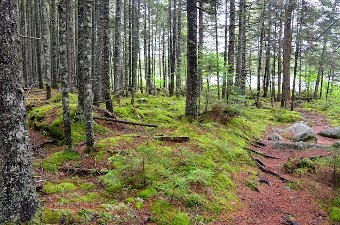 Daicey Pond Campground 2
