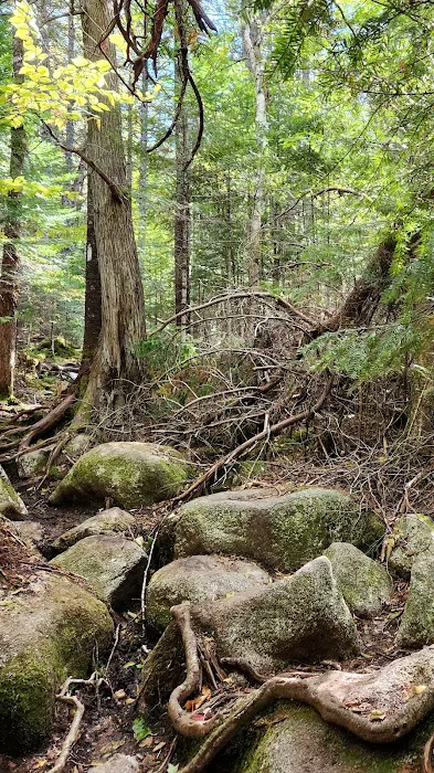 Daicey Pond Campground 5