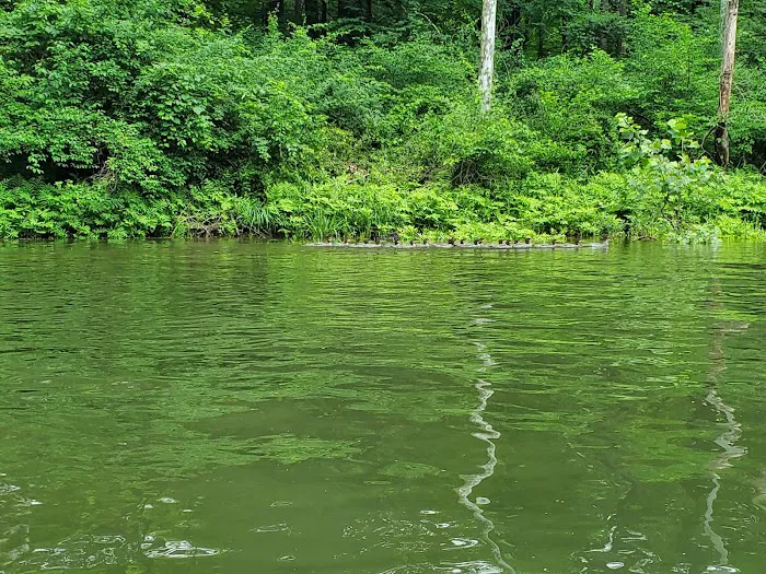 Branch Campground 7
