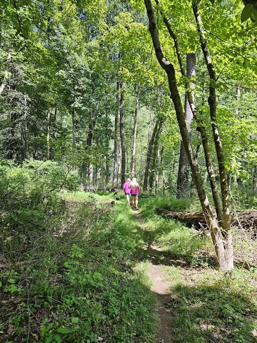 Branch Campground 8