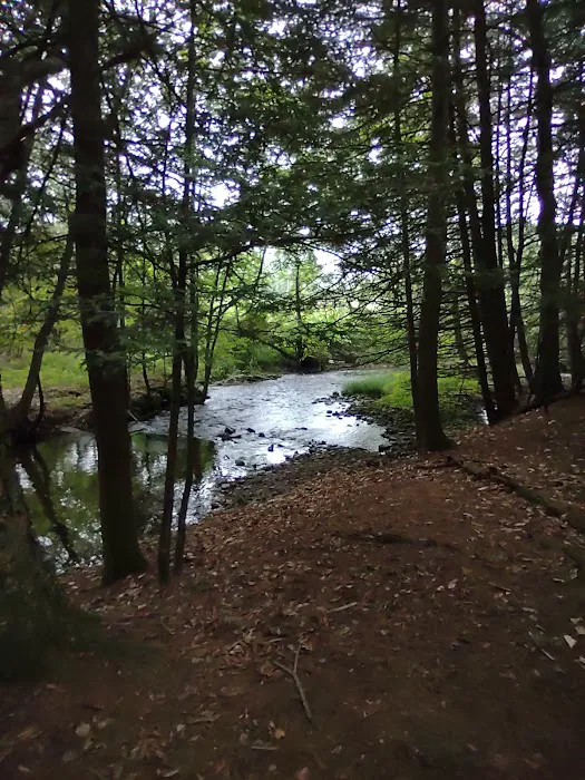 Bald Eagle Campsite 8