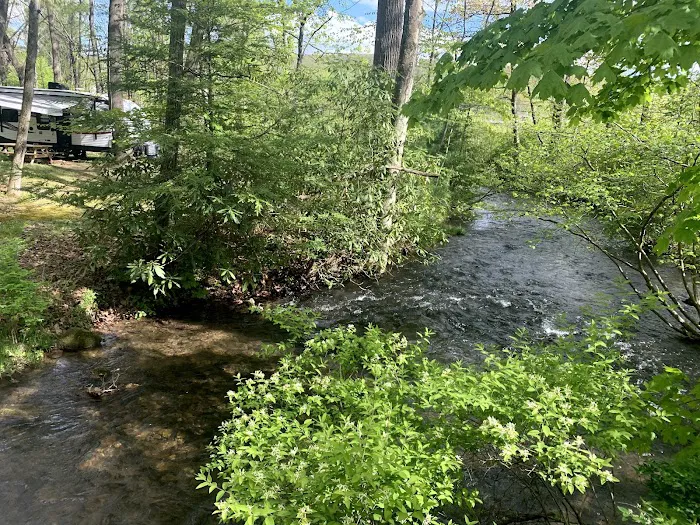 Bald Eagle Campsite 4