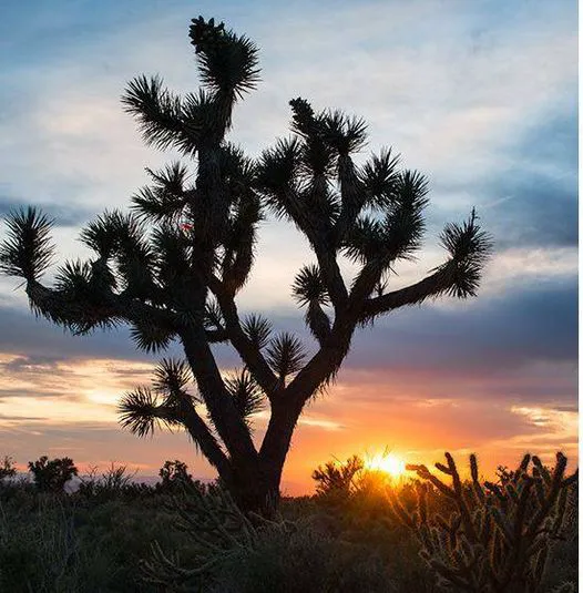 Lincoln St Desert Retreat 4