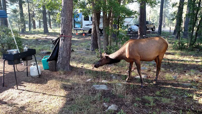 Aspen Campground 4