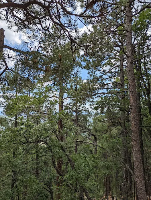 Rim Lakes Vista Observation Site (recgovnpsdata) 5
