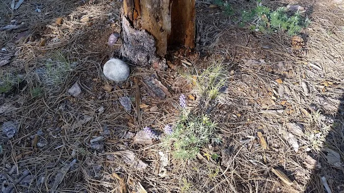 Gentry Campground 5
